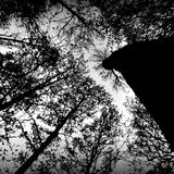 Illusions of Autumn