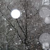 Snow Day Selections