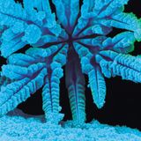 Ultrafunkula-Frozen Tonalities (January 2014)