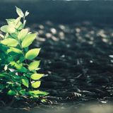 Tôi đã mơ thấy chuyến đi của mình