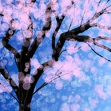 House on Sakura Tree
