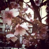 Birds of Spring