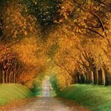 Autumn Sound