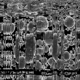 Twin Peetz : Microscopic 015 (August2015)