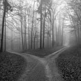 MONACHOPSIS MIX {Past, Present, Future}