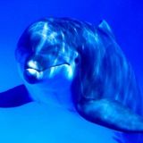 La Kokran DJedi - Delfines