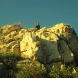 «Κρότος Ευθάνατος» | Σαμσών Ρακάς