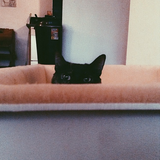he's my blacKat