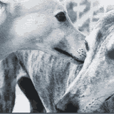 Greyhound Racing in Ireland