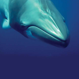 'Save the Minke Whales - Rettet die Minke Wale'