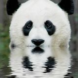 熊猫 (Digital China - Plastiq phantom - Simon Stockhausen - Matto frank - Suff Daddy - Hint)
