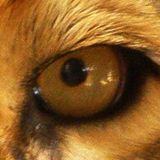 CULTURE CLASH JUNGLE TEST