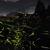 <er> Set 2015-08-18 "Summer Heartbeats (Firefly) Mix"