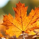 Tech D - Best autumn tunes