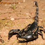 Scorpion (Filastine - Com Truise - Bullion - Arkist - Harmonic 313 - Matthewdavid - Dimlite)