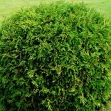 The DJ's Off Her Shrub