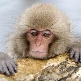 Monkey Time Radio Hour 5/5/15