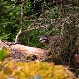 Racoon (Mendelssohn - The Bins - Neotropic - Laibach - Pantha Du Prince - Mala - Shed)
