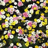 LES PETITES FLEURS DANS LE PRE