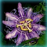 Jacaranda - Night Blooming Talisman