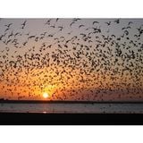 FREE BIRDS