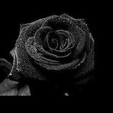 Black Rose 2-4-2016