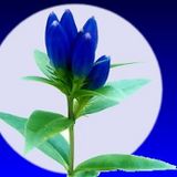 Gentian Blue " Familiar Traveler" - Alle Farben