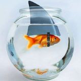 Requin d'avril