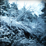 Snow Memory