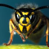 WASPWATCH: Sonic Tonic on Phonic September 2014