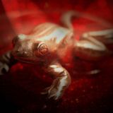 Dj Frogg - Fuck The Dancefloor (Extented Mix)