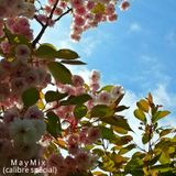 Mystic Trip - May Mix (2013) Calibre Special
