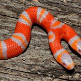 Snakes #08 - 18/11/11 - on RadioBasePopolare