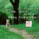 Câu chuyện cuộc sống - Con mèo đã sống triệu đời
