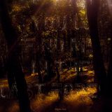 You'll Find Me In The Last Forest