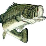 Bass It Down