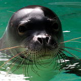 Hawaiian Monk Seal (Active Child - Astronautica - Lomovolokno - Xxxy - Untold - Tourist)