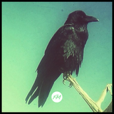 Dead Mexico / 30.11.2015 / Thom Yorke special