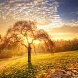 Sacred Bass Music to Bring Light to Shadow