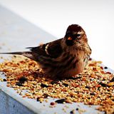 Vogelfutter on the solo tip Part 5