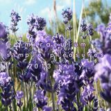MiraculuM - Simple Pleasures 2013 July