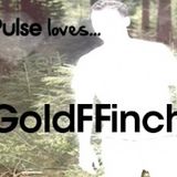 Pulse Loves... GoldFFinch