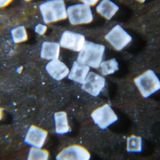 This Little Grain Of Salt