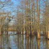 Louisiology 9 - Swamp Forests, part 2