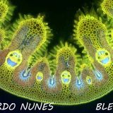 Ricardo Nunes-Blen