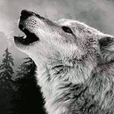 Norge svart (part. 4)