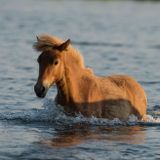 Pony Island Radio: July 13, 2015