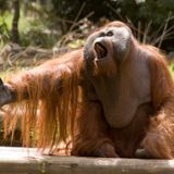 Song of the Orangutan