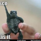 disco