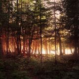 In the Light